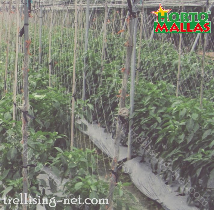 rotation of crops using the trellis net.