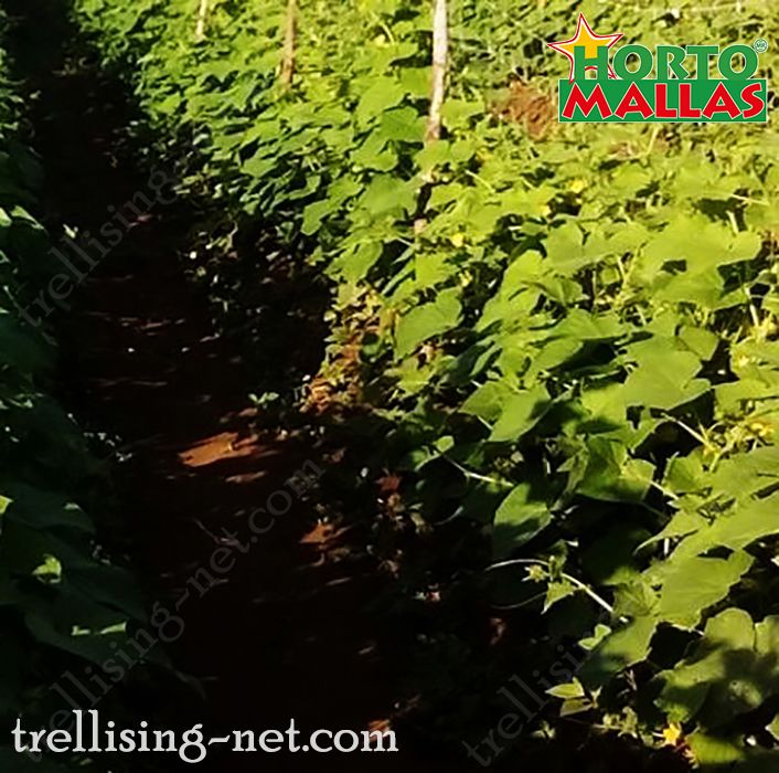 crops using the espalier trellis net.