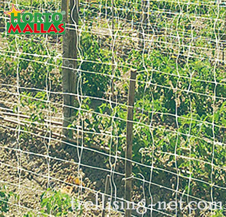 espalier trellising net installed on cropfield for protection of the crops.